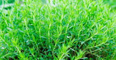 Эстрагон — универсальная пряная трава на Вашем участке